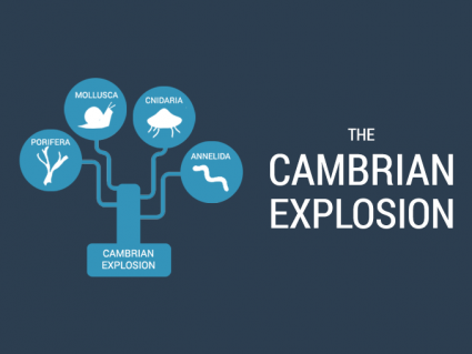 Cambrian爆炸：海洋中的生活多样化