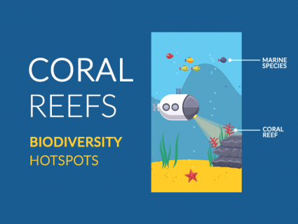 珊瑚礁事实：海洋生物多样性热点